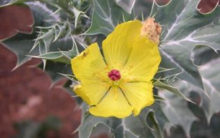 Argemone mexicana