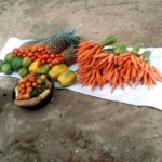 AgroEco légumes cueillis